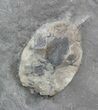 Nice Double Pleurocystites (Cystoid) Plate - Ontario #43794-2